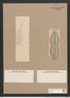 Navicula ornata A.Schm. (de-Toni-Nr.: Genus 1, Species 280) Zeichnungen Sammlung Grunow Nr. 637 (NHMW-BOT-W0367004)